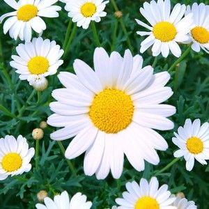 Meet your Posher, Liz